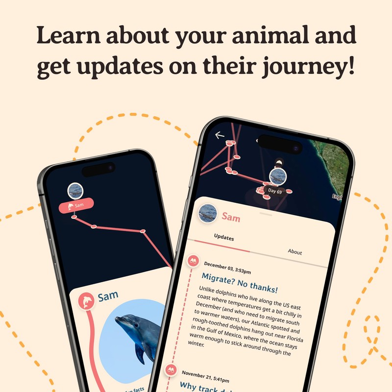 Fahlo Fahlo Dolphin Tracking Bracelet, Elastic, supports FIU Marine Conservation,