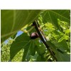 Chandelier Craft & Gardening Black Mission Fig Fruit Tree Twig