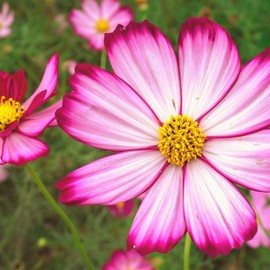 TomorrowSeeds - Candy Stripe Cosmos Seeds - 2000+ Count - For 2025 Planting USA Garden Flower Bouquet Cosmo Plant Non-GMO Marigold Rose Live Sunflower Grow Your Own Home Farm Patio Healthy Sustainable