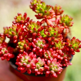 Jelly Bean Succulent Sedum Rubrotinctum Live Succulent Plant in 2” 4“ Pot - Size: 2 inches