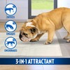 OUT! Go Here Absorbent Pet and Puppy Training Pads |