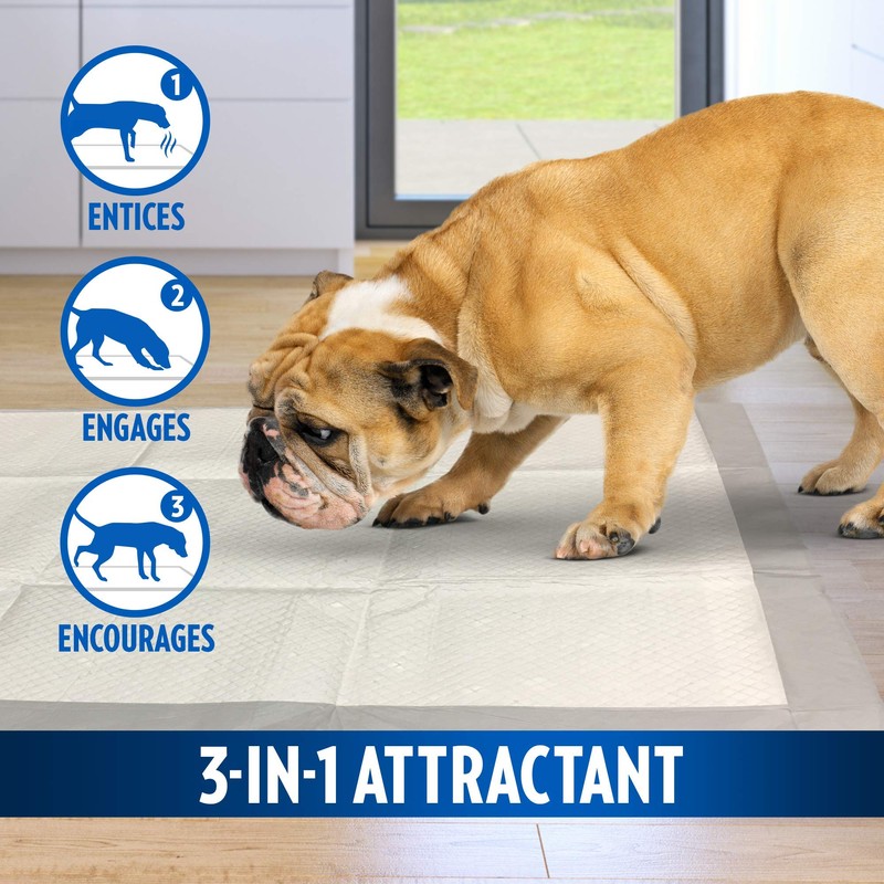 OUT! Go Here Absorbent Pet and Puppy Training Pads |