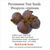 10 Persimmon Tree - Diospyros virginiana Seeds (Organically Grown)