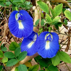 Plantooo Butterfly Pea Seeds for Planting Outdoors - 40 Seeds - Clitoria Ternatea Seeds - Non GMO Heirloom - Blue Butterfly Pea Flower Seeds