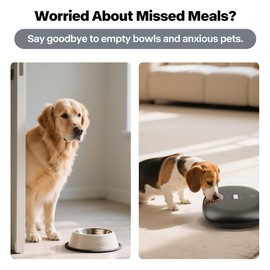 Automatic Timer Pet Feeder, Wet Food Auto Pet Food Dispenser for with 2 Ice Packs for Small Dogs with Programmable Timer 8 oz per Meal, Black