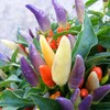 Park Seed NuMex Easter Ornamental Pepper Seeds