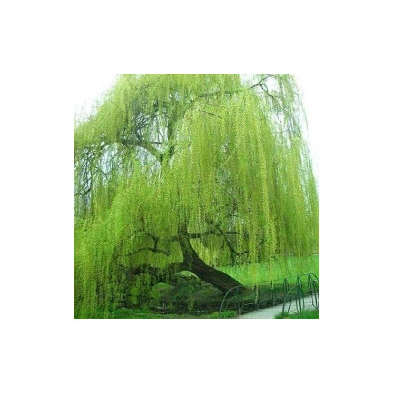 CZ Grain 5 Bright Green Willow Tree Cuttings to Grow