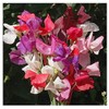 Sweet Pea Mixed Seeds - Approximately 65 Seeds