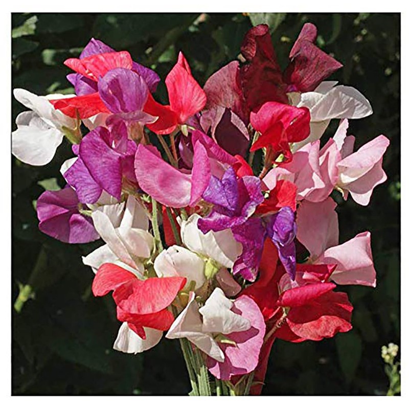 Sweet Pea Mixed Seeds - Approximately 65 Seeds