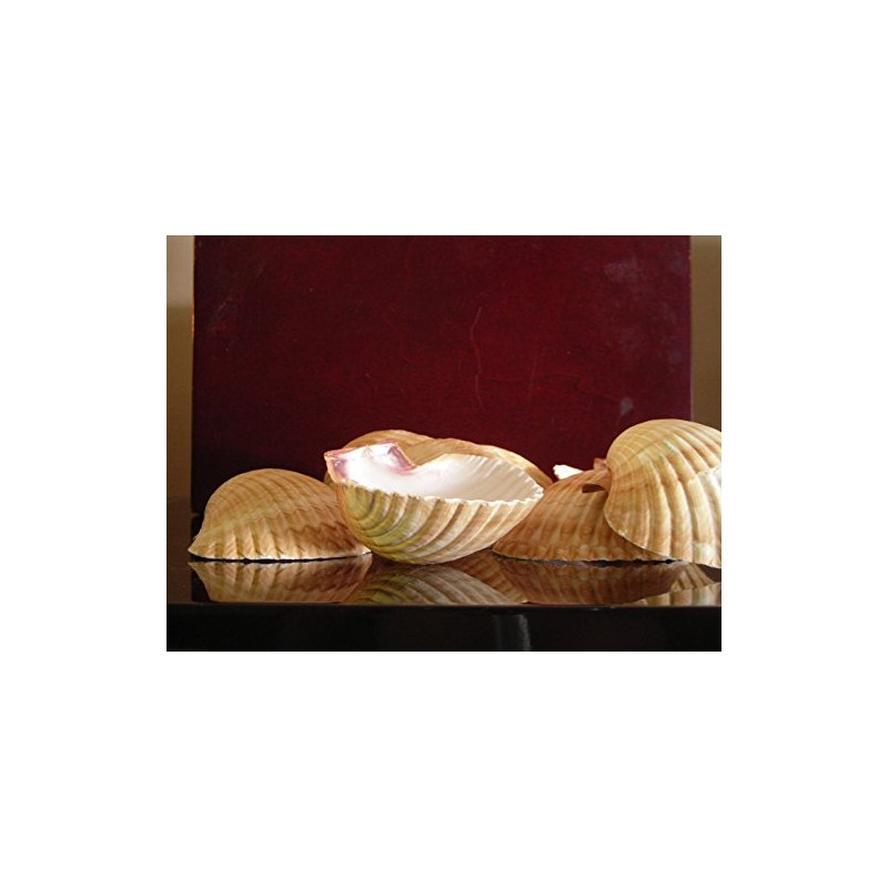 24 Large Mexican Deep Scallops 3" - 3 1/2" Baking