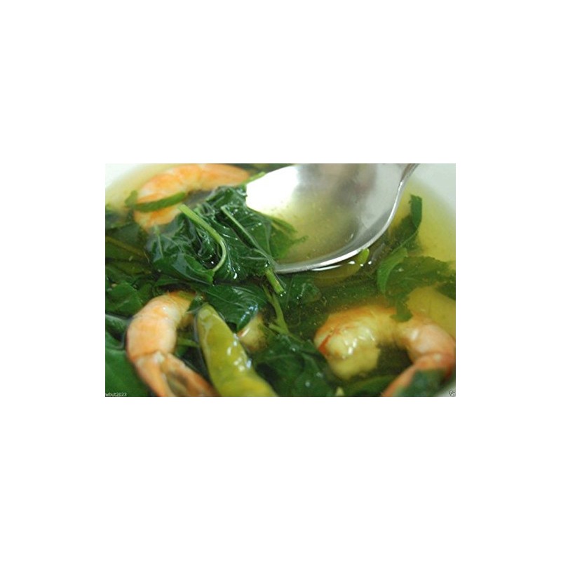 100 Jute Seeds, Egyptian Spinach,Saluyot, Molokhia, Plant Spring Or Summer