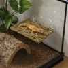 MHLLGN Reptile Hammock with 2 Suction Cups, Handwoven Natural Grass