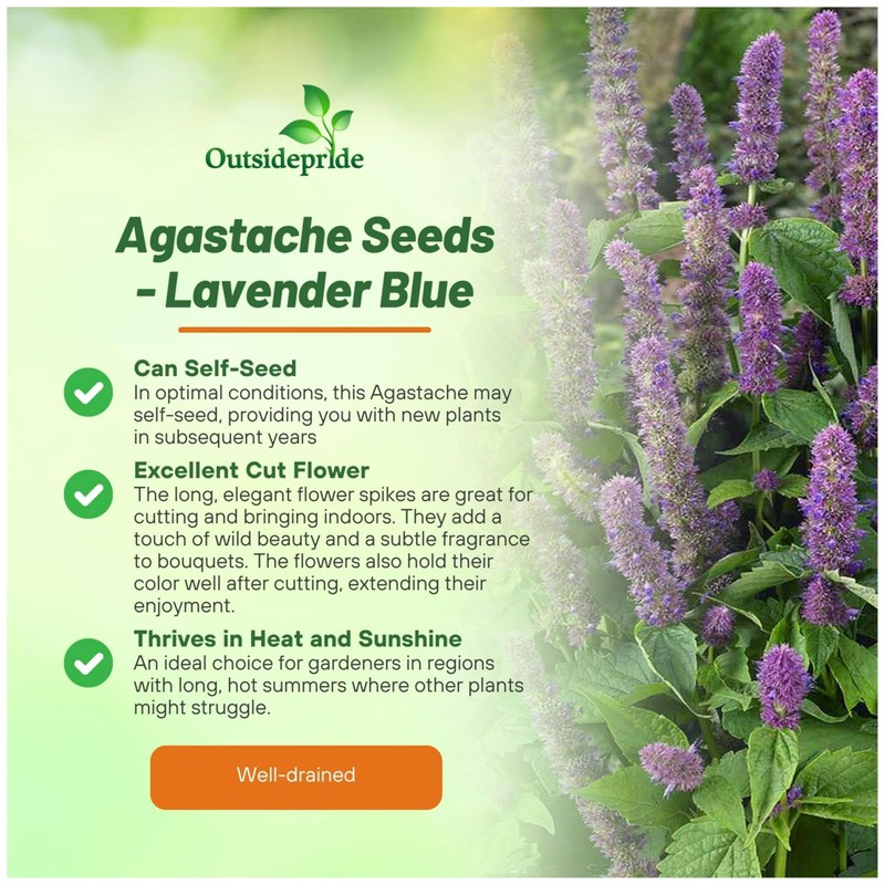Outsidepride Lavender Blue Giant Hyssop Seeds for Planting - 2000