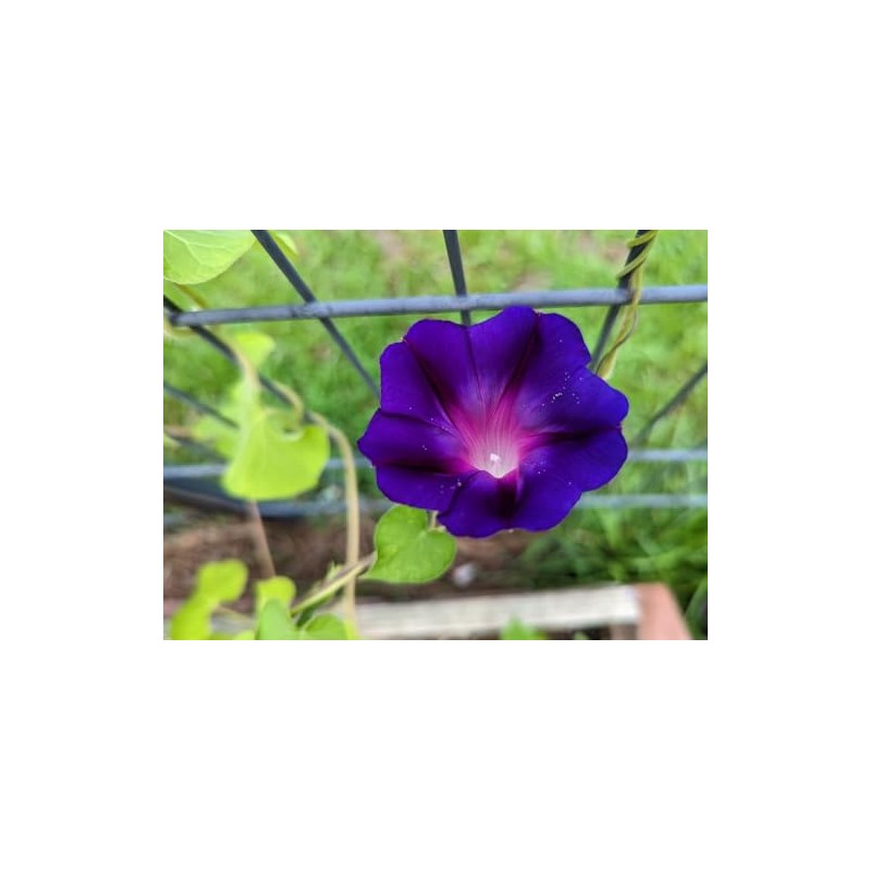 Morning Glory Grandpa OTT Nice Garden Flower by Seed Kingdom
