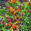 CEMEHA SEEDS - Indoor Masquerade Ornamental Pepper Mix for Pots
