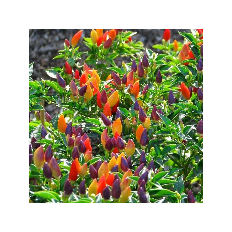 CEMEHA SEEDS - Indoor Masquerade Ornamental Pepper Mix for Pots