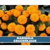 Southern Seeds Marigold, Crackerjack - 100 Seeds - Giant blossoms