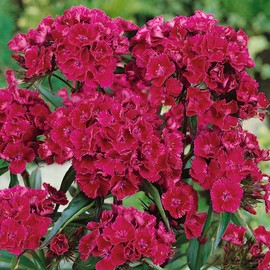 Outsidepride 5000 Seeds Biennial Dianthus Barbatus Red Oeschberg Flower Seeds for Planting