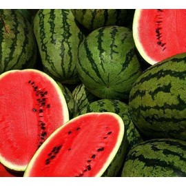 100 Jubilee Watermelon Seeds for Planting Heirloom Non GMO 10 Grams of Seeds Garden Vegetable Bulk Survival