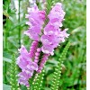 Little Seed Store 51+OBEDIENT PLANT Flower Seeds Native Wildflower Deer