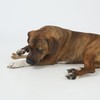 SPOT Bam-Bones Bone - Made with Strong Bamboo Fiber, Durable