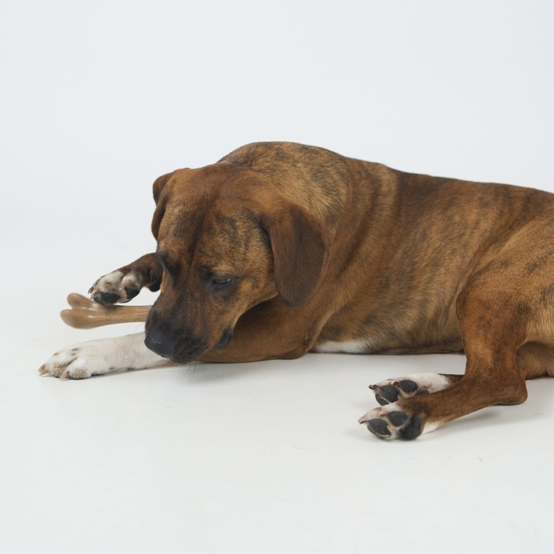 SPOT Bam-Bones Bone - Made with Strong Bamboo Fiber, Durable