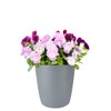 The HC Companies SKR16000A56C008LRDDL Santa Fe Round Plastic Planter, 16",