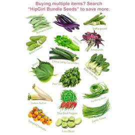 Celery Seeds for Planting. Non GMO Garden Seed for Microgreen.Vegetable Seed for Planting Home Garden-Celery Heirloom Seeds香芹/芹菜. Chinese Celery Plant Seed - Lt. Green, 1g