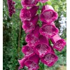 22Day Seeds: Seeds Mullein Foxglove/Spanish Digitalis thapsi/Annual Flowers