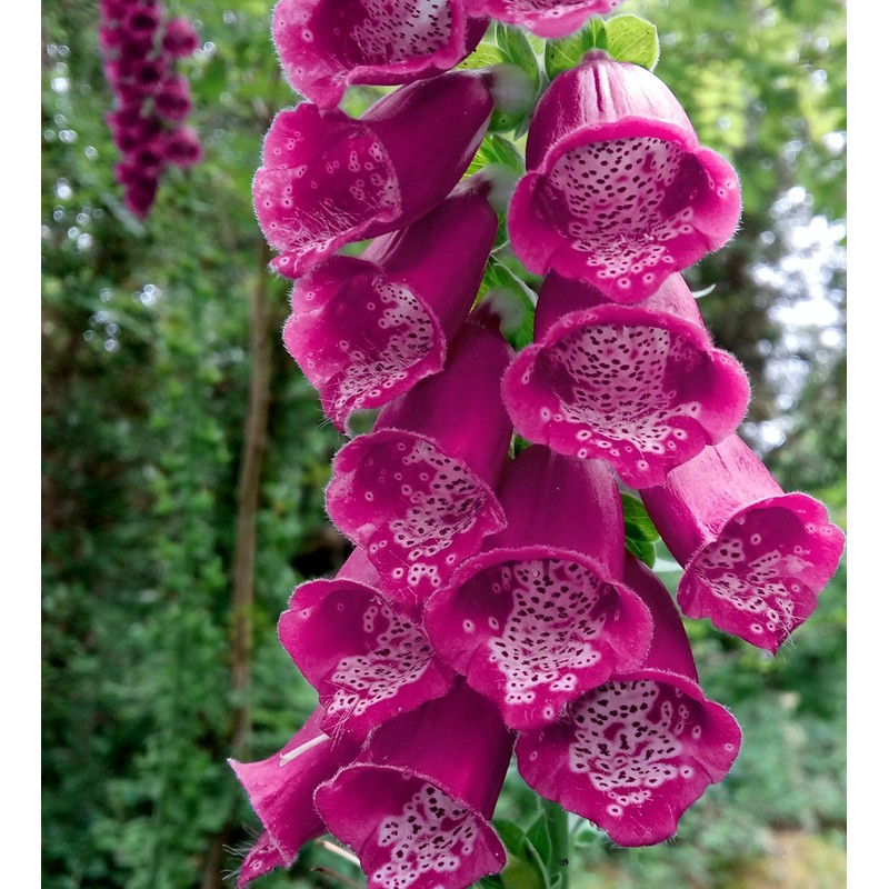 22Day Seeds: Seeds Mullein Foxglove/Spanish Digitalis thapsi/Annual Flowers
