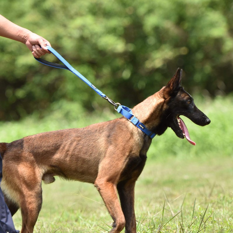 Strong Nylon Not Escapable Martingale Dog Collar for Medium Boy