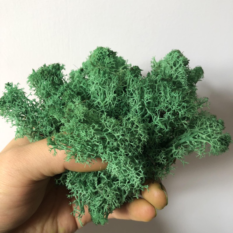 prefleur prefleur Preserved Reindeer Craft Moss Natural Green DIY Kit