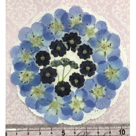 Compact Pressed Flower Nemophila Mix Comes in a Pack! UV Resin Pressed Flower Art Accessories Welcome Board Wedding Certificate Parenting Thank You