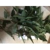 Fresh one pound Aprox. Fresh Eucalyptus leaves 16 onz Free
