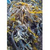 Seagreens, Seaweed Food Supplement, Iodine+ (Capsules 60)