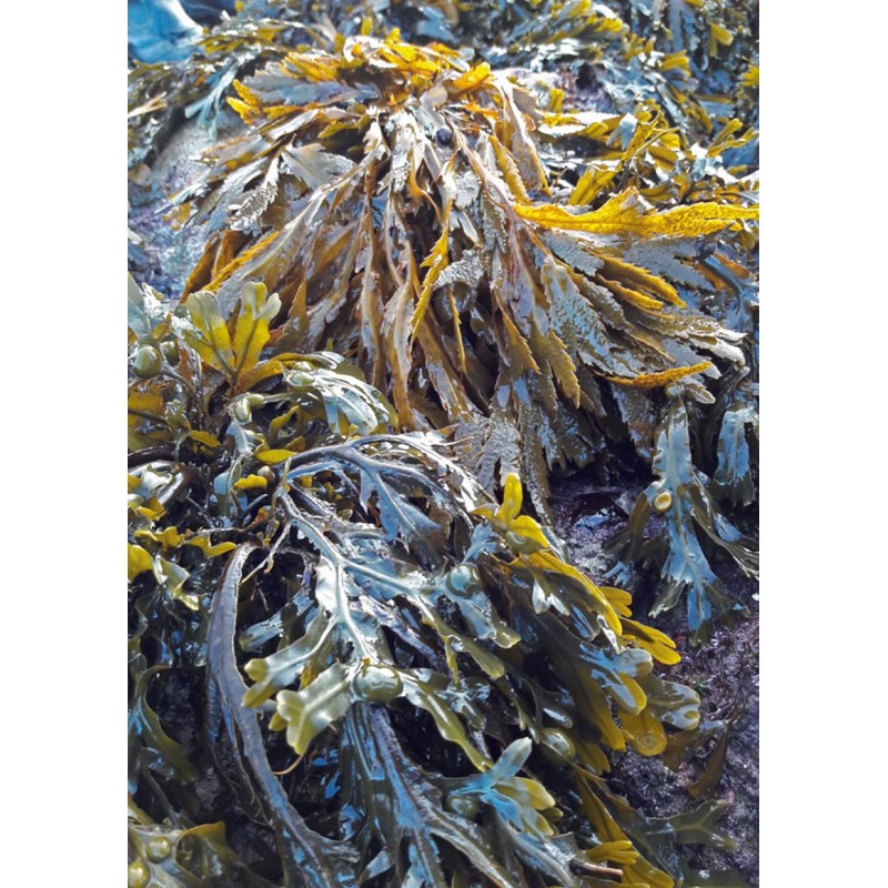 Seagreens, Seaweed Food Supplement, Iodine+ (Capsules 60)