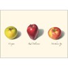 Earth Sky + Water - Apple Assortment Notecard Set -