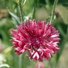 Outsidepride Cornflower Red - 1000 Seeds