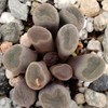 Fairy Elephant's Feet - Frithia Pulchra Cacti Cactus Succulent Real