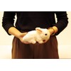 Rabbit / Rabbit Plush Animal Toy Store [white]