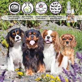 The Blissful Dog Cavalier King Charles Spaniel Relax Dog Aromatherapy Spray for Your Dog's Anxiety