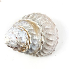 Heyiwell Natural Large Wavy Top Turbo Seashells&Hermit Crab Shells 3.5"~5" Inch