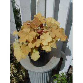 Heuchera villosa 'Caramel' (Coral Bells) Perennial, peach-yellow foliage, 1 - Size Container