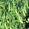 Generic 280 Sugar Ann Snap Pea Seeds for Planting Heirloom