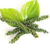 Black Pepper Live Plant - Piper nigrum