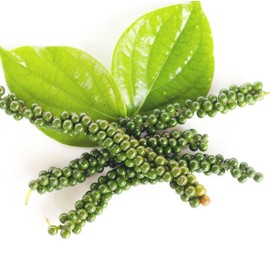 Black Pepper Live Plant - Piper nigrum