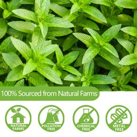 Premium Peppermint Tea Bags, 100 Tea Bags, Made with 100% Natural Peppermint Leaves, No Additives & Caffeine Free.