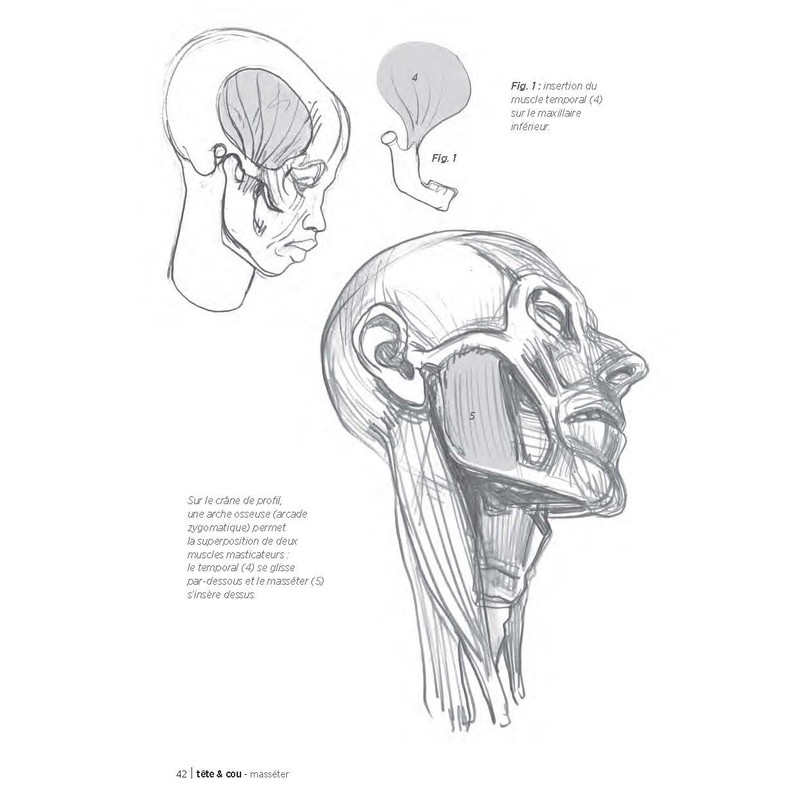 Morpho: Anatomie artistique