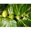 Noni Honey - 100% Pure, Raw, Unfiltered, Unprocessed - 2