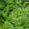 Outsidepride Salad Burnet - 1000 Seeds